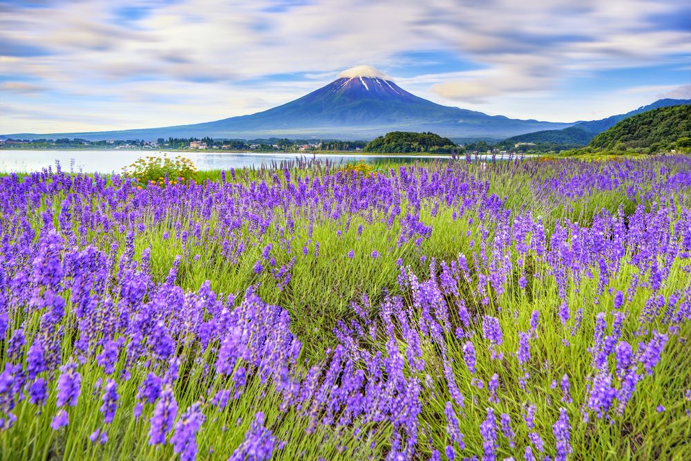 Kawaguchiko Lavender Festival