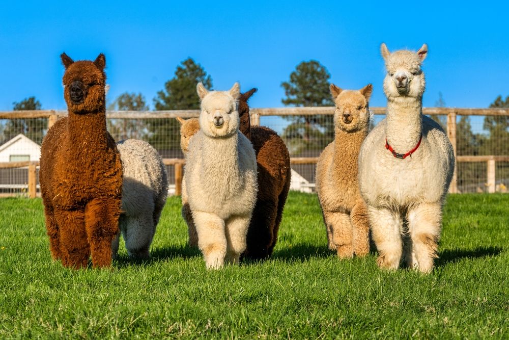 Walking With Alpacas