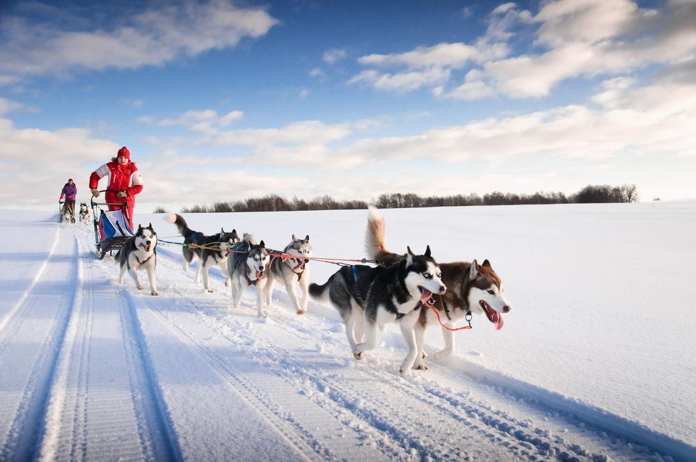 Husky Sledge