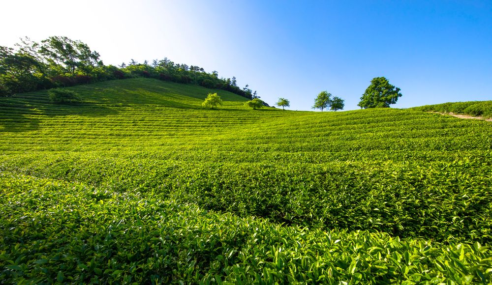 Daehan Dawon Tea Plantation