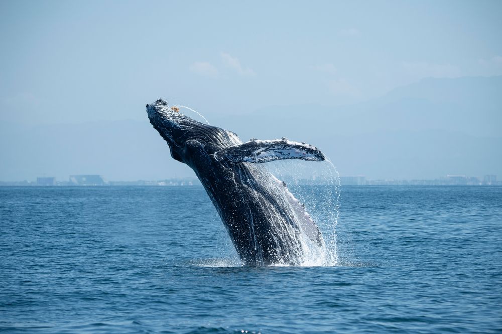 Whale Watching Safari