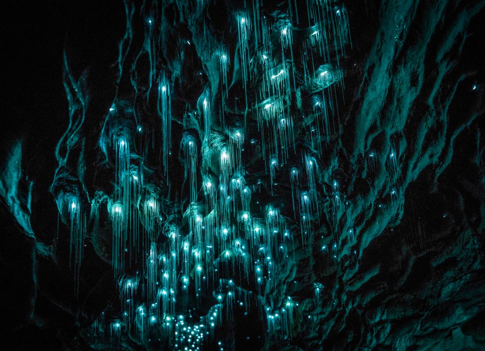 Waitomo Glowworm Caves