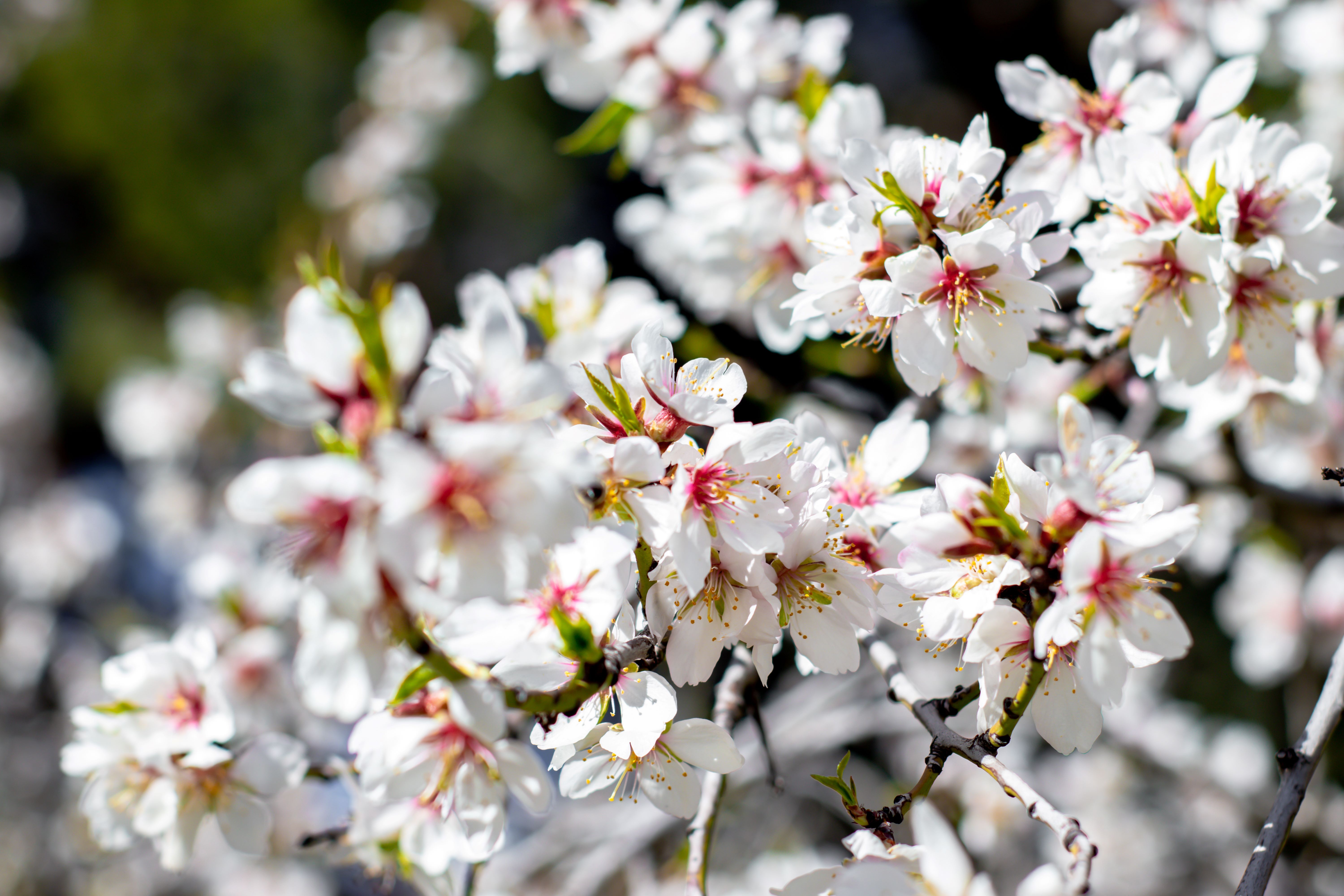 Flower Plum Grove