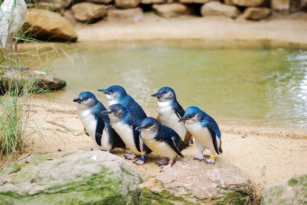 Phillip Island Penguin Parade