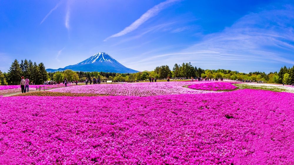 Takinoue Pink Moss Festival