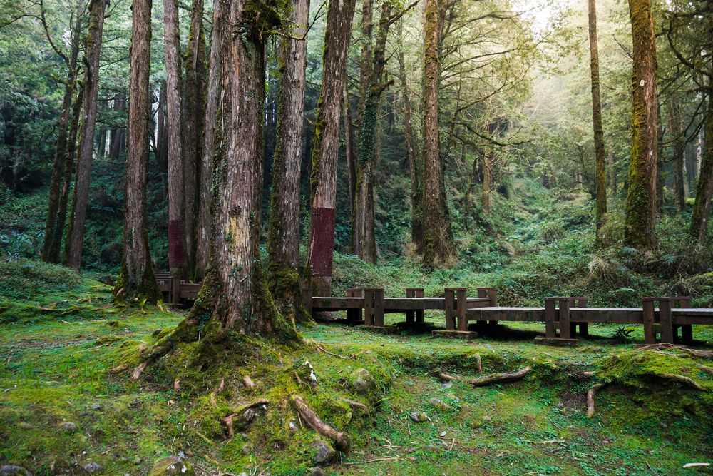 Mount Alishan